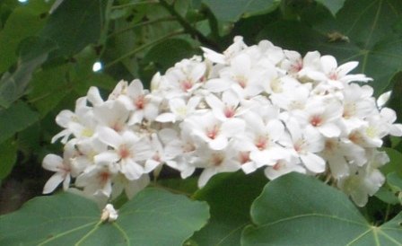 4ac5cbb653ca0 芎林-鹿寮坑桐花趣