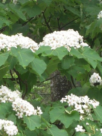 4ac5cbb67924b 芎林-鹿寮坑桐花趣