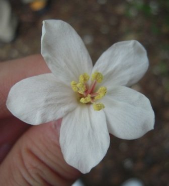 4ac5cbb6a41d0 芎林-鹿寮坑桐花趣