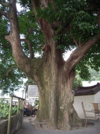 4ac5cbb868517 芎林-鹿寮坑桐花趣