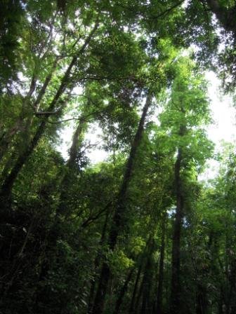 4ac5cbba3d9cd 芎林-鹿寮坑桐花趣