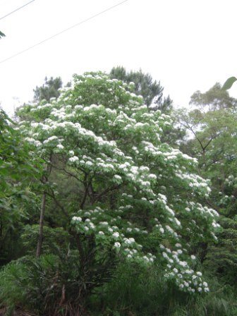 4ac5cbba97375 芎林-鹿寮坑桐花趣