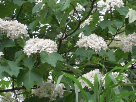 4ac5cbbb27e4f 芎林-鹿寮坑桐花趣