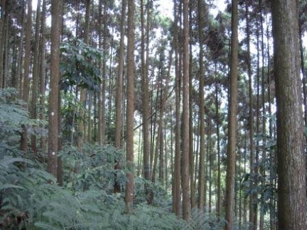 4ac5cc2b4c3c0 南庄-向天湖山