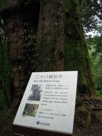 4ac5cc49205be 阿里山-神木深呼吸(阿里山)