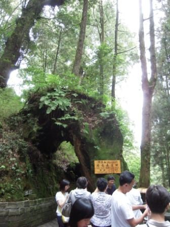 4ac5cc4992226 阿里山-神木深呼吸(阿里山)
