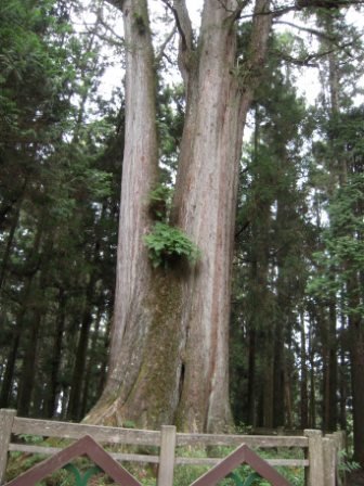 4ac5cc4db70b0 阿里山-神木深呼吸(阿里山)
