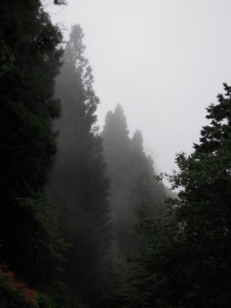 4ac5cc4de7627 阿里山-神木深呼吸(阿里山)