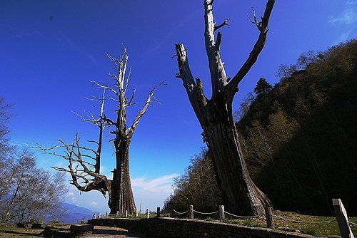 4ac5cc4ee91a9 阿里山-夫妻樹(信義)