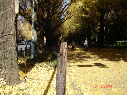 4b0fdfbdc417a Tokyo-神宮外苑前銀杏並木(Tokyo/Nikko Day 4)