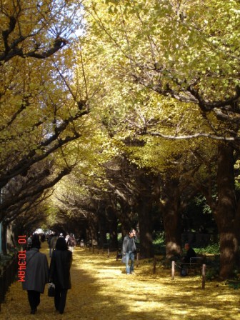 4b0fdff324629 Tokyo-神宮外苑前銀杏並木(Tokyo/Nikko Day 4)