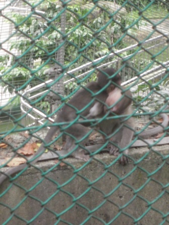 4b51bcfa9c33b Kuala Lumpur-吉隆坡也是花園城市