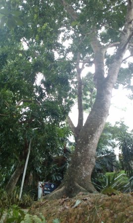 4b51bd182e1ab Kuala Lumpur-吉隆坡也是花園城市