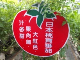 4bd64fd38b4d9634df2bfae344041451 關西-金勇DIY蕃茄農場