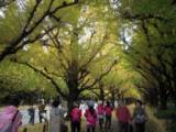 9c2fe9a831ede9ee68791fac9172f7cd Tokyo-外苑前銀杏祭