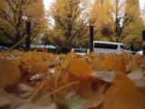 cf1c0f2d4c1a010d48456da4d76fec31 Tokyo-外苑前銀杏祭