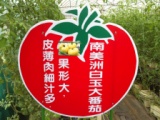 d233667e94bc05bfd4917da836443547 關西-金勇DIY蕃茄農場