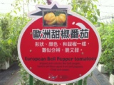 f0e1e3359483f7333766032662481e65 關西-金勇DIY蕃茄農場