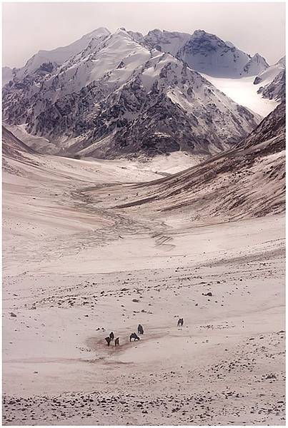 Camels at the Pamirs(1).jpg