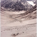 Camels at the Pamirs(1).jpg