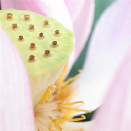 蓮花與浮萍 蓮花與浮萍