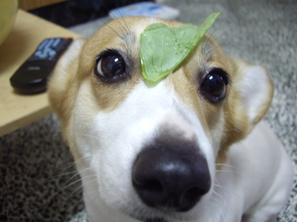 頂莧菜～好吃！