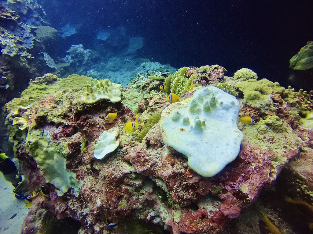 S__44630019.jpg S__44630019.jpg