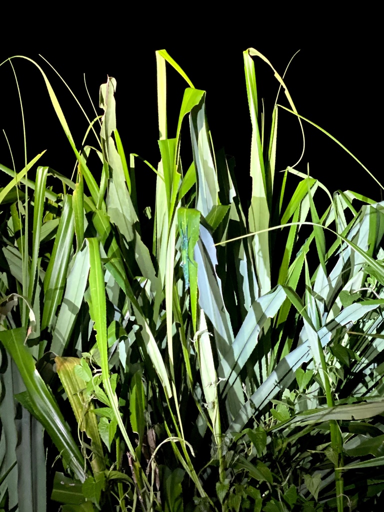 S__44630030.jpg S__44630030.jpg