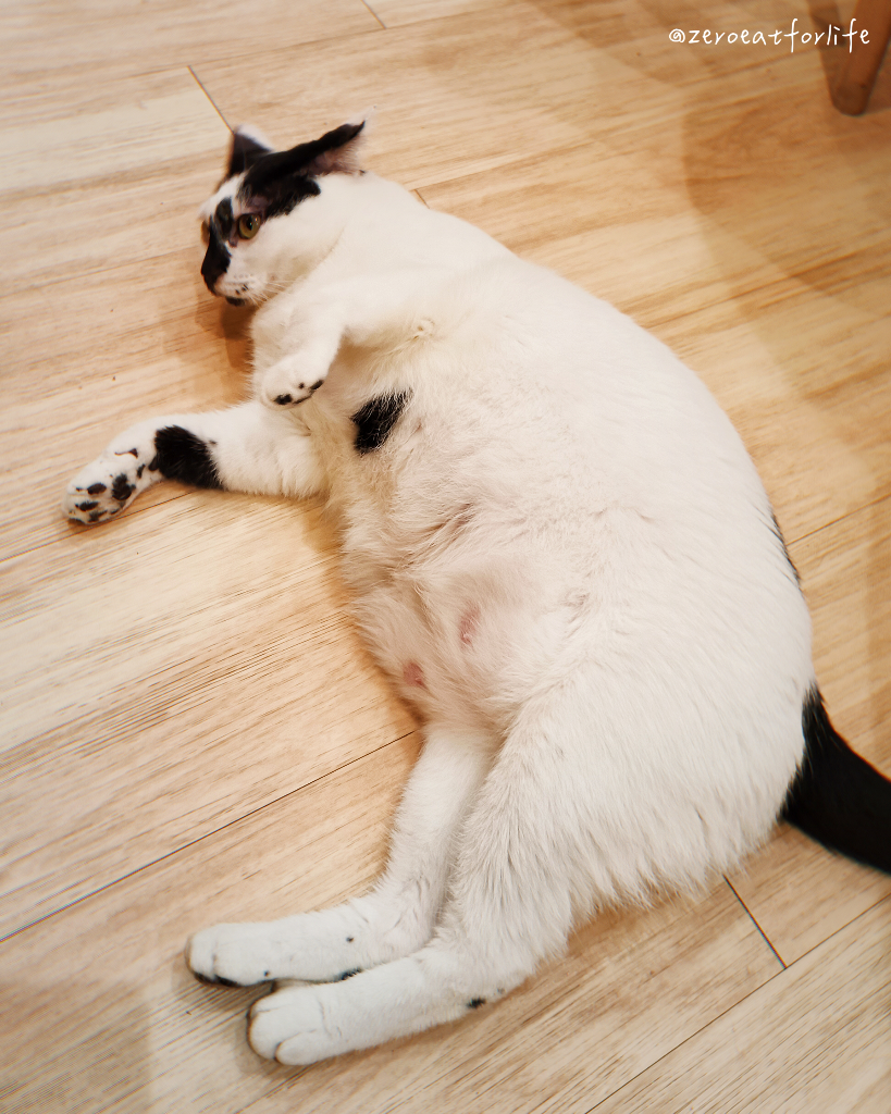 浪貓転運!臺北貓咪中途咖啡廳😺 浪貓転運!臺北貓咪中途咖啡廳😺