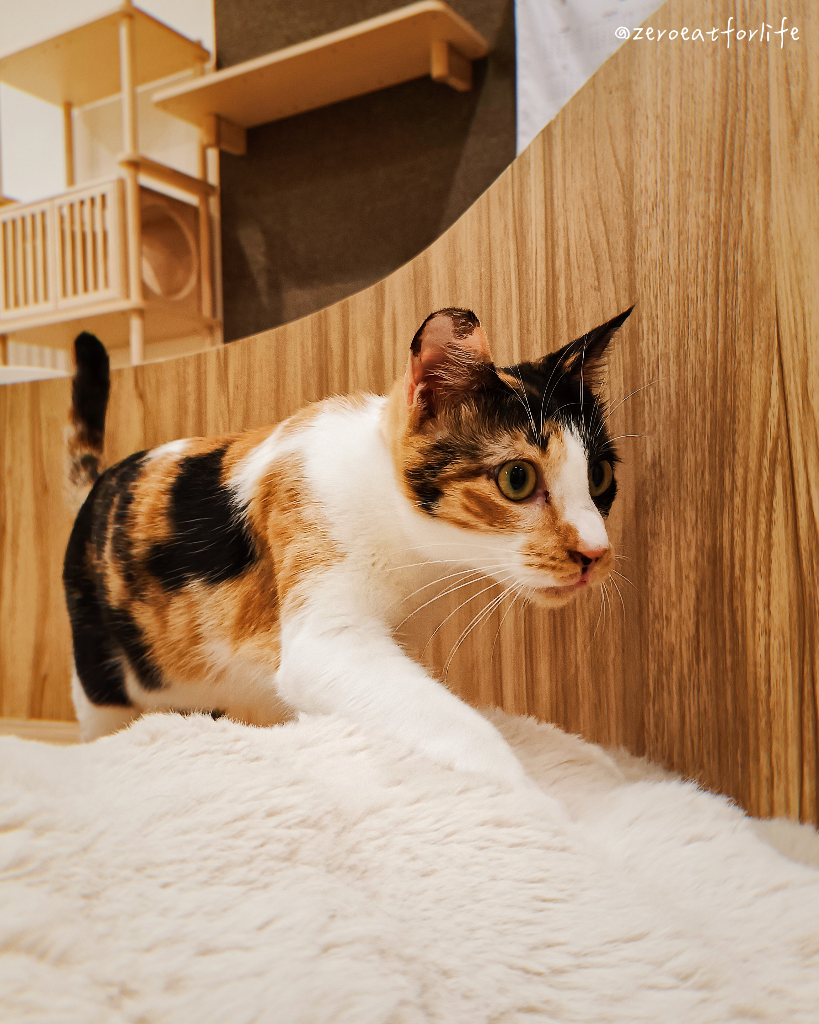 浪貓転運!臺北貓咪中途咖啡廳😺 浪貓転運!臺北貓咪中途咖啡廳😺