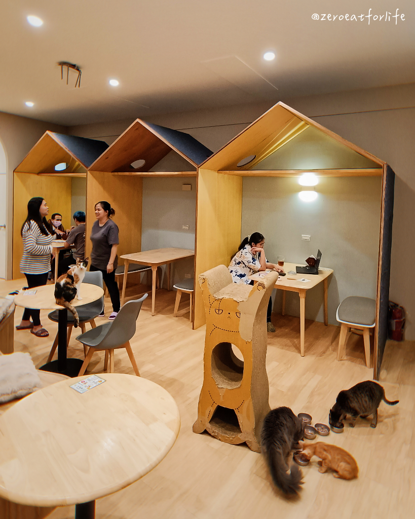 浪貓転運!臺北貓咪中途咖啡廳😺 浪貓転運!臺北貓咪中途咖啡廳😺