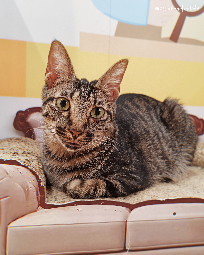 浪貓転運!臺北貓咪中途咖啡廳😺 浪貓転運!臺北貓咪中途咖啡廳😺