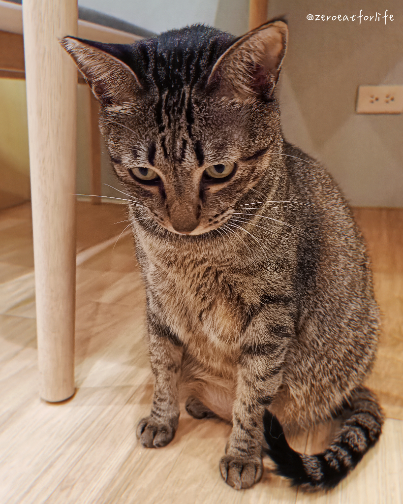 浪貓転運!臺北貓咪中途咖啡廳😺 浪貓転運!臺北貓咪中途咖啡廳😺