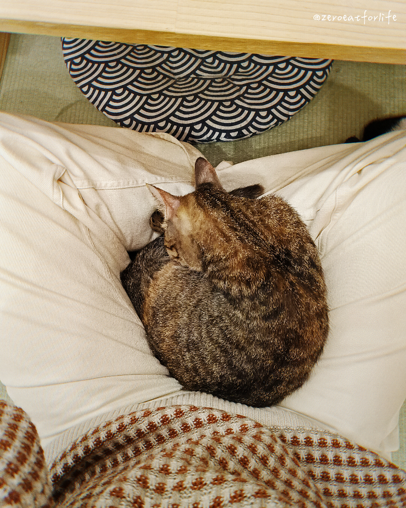 浪貓転運!臺北貓咪中途咖啡廳😺 浪貓転運!臺北貓咪中途咖啡廳😺