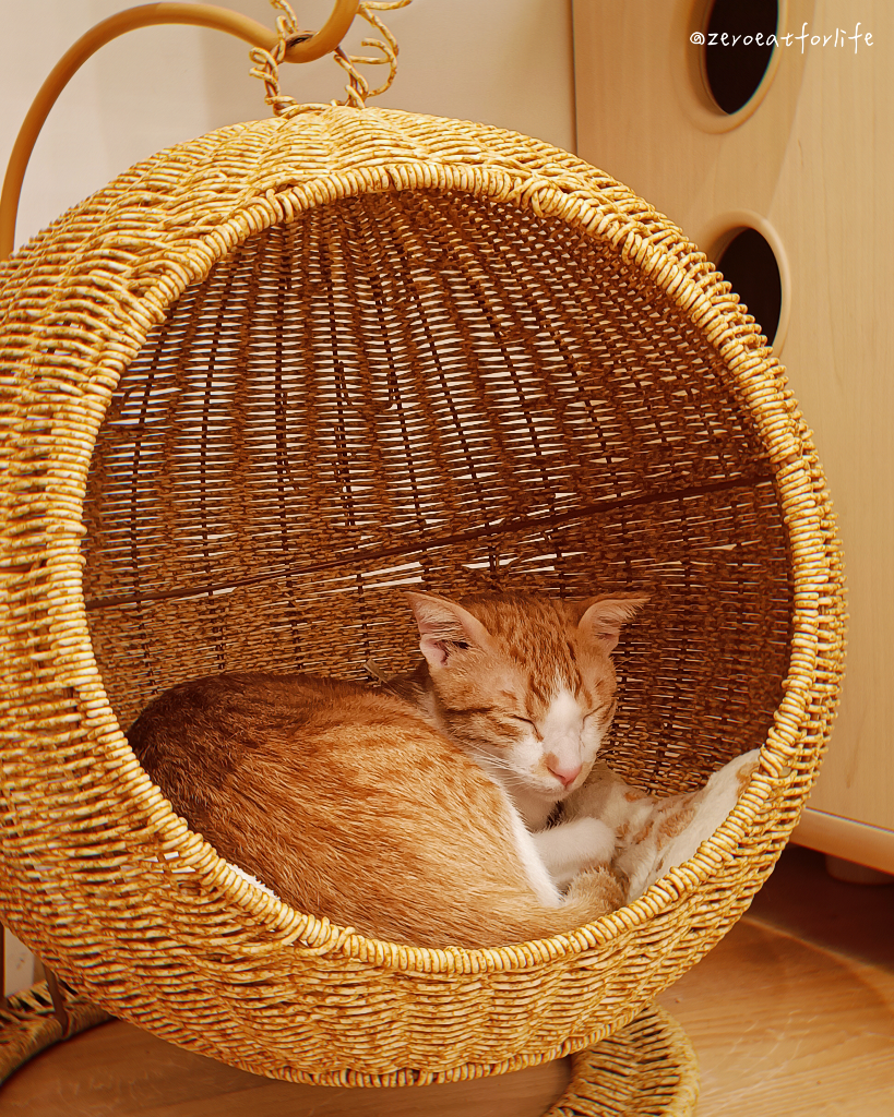 浪貓転運!臺北貓咪中途咖啡廳😺 浪貓転運!臺北貓咪中途咖啡廳😺