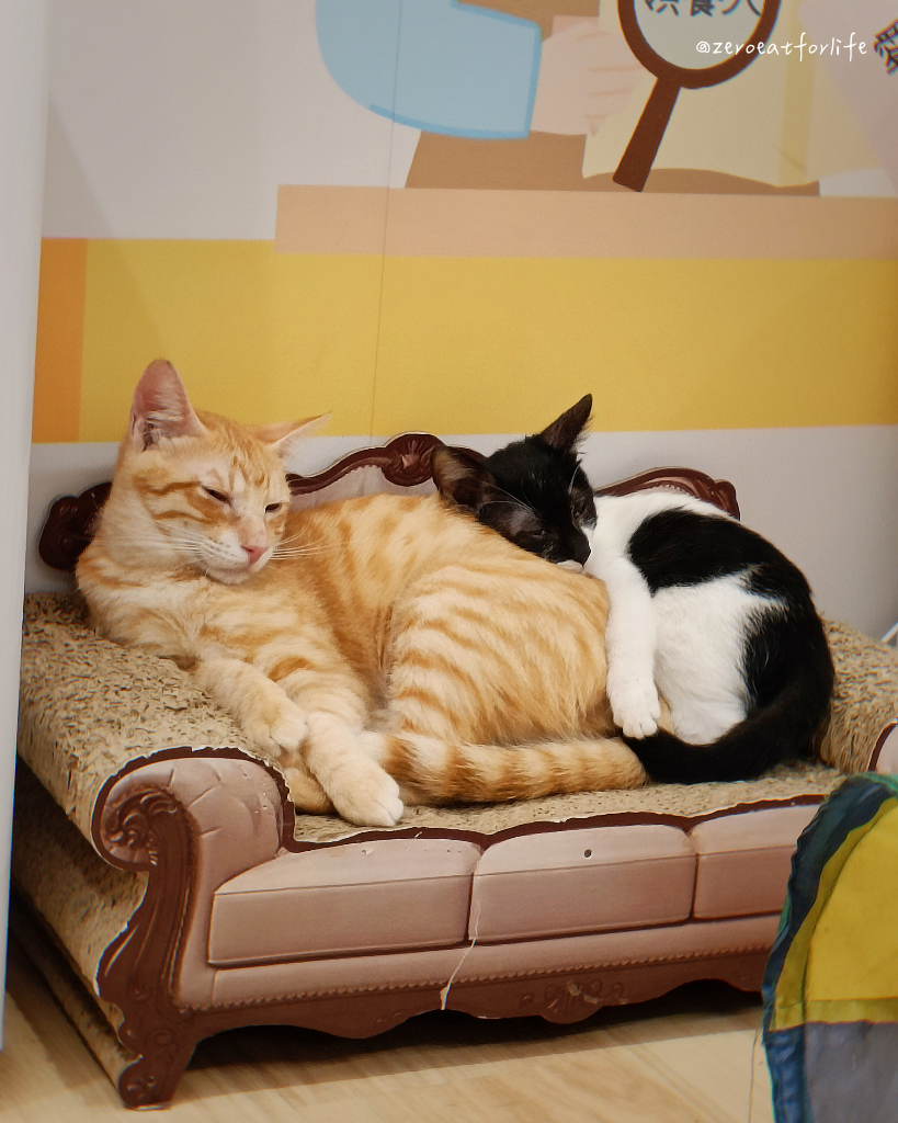 浪貓転運!臺北貓咪中途咖啡廳😺 浪貓転運!臺北貓咪中途咖啡廳😺