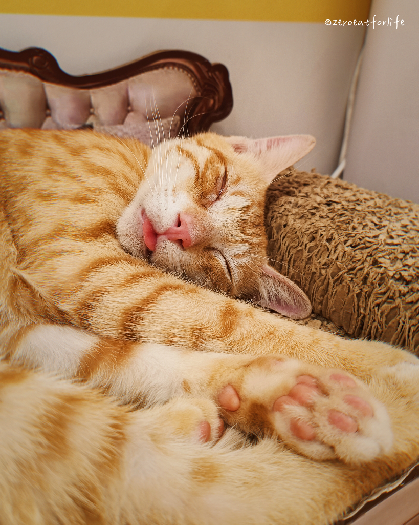 浪貓転運!臺北貓咪中途咖啡廳😺 浪貓転運!臺北貓咪中途咖啡廳😺