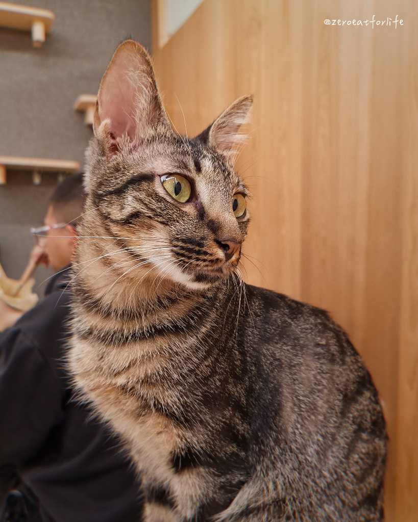 浪貓転運!臺北貓咪中途咖啡廳😺 浪貓転運!臺北貓咪中途咖啡廳😺