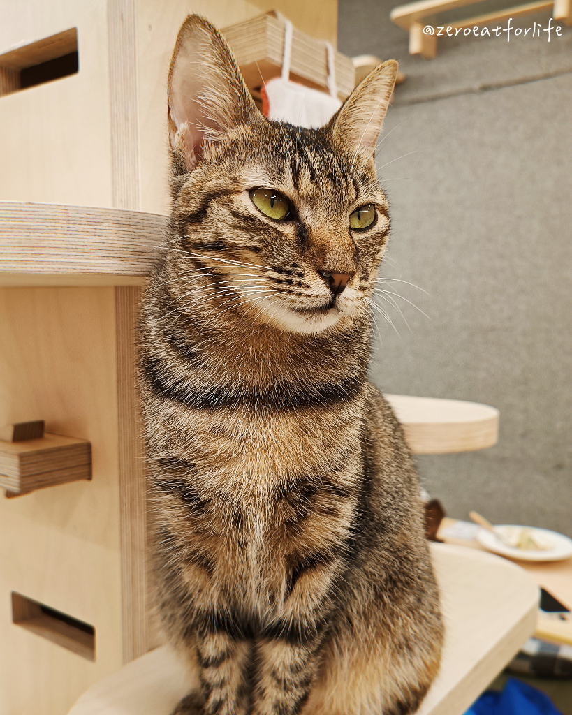 浪貓転運!臺北貓咪中途咖啡廳😺 浪貓転運!臺北貓咪中途咖啡廳😺