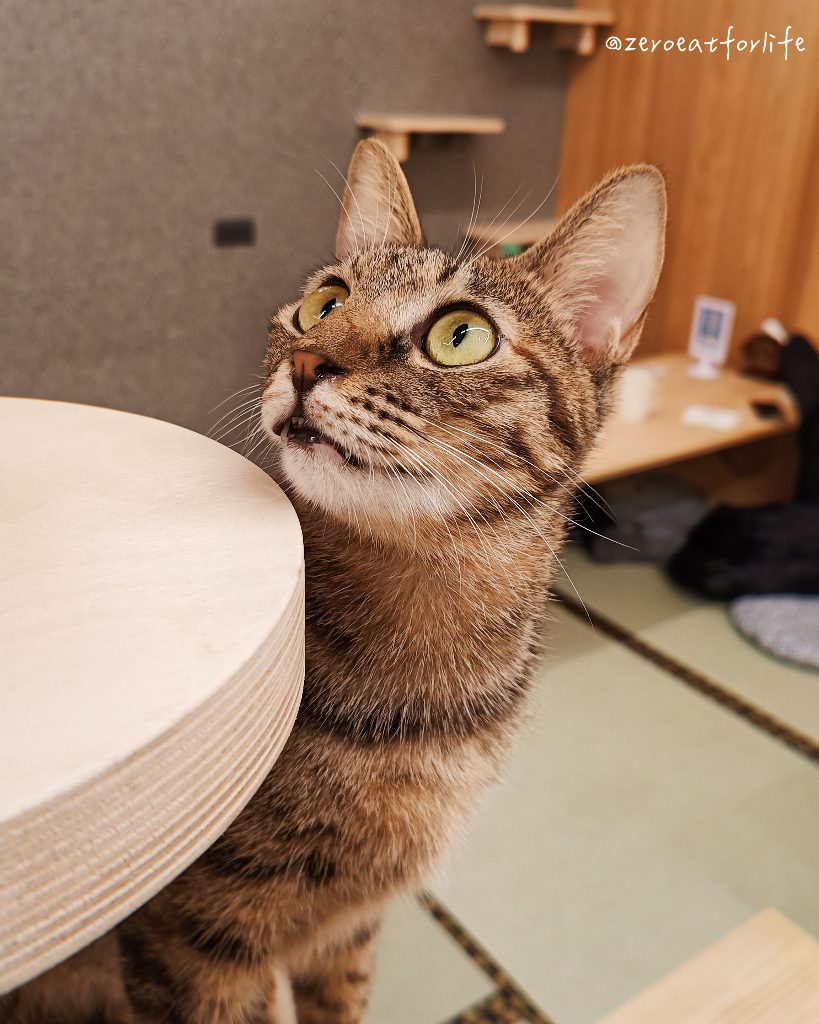 浪貓転運!臺北貓咪中途咖啡廳😺 浪貓転運!臺北貓咪中途咖啡廳😺