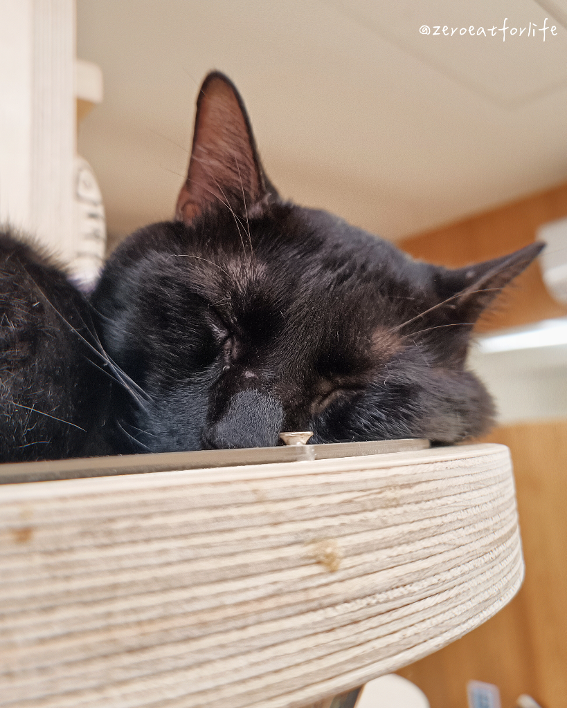 浪貓転運!臺北貓咪中途咖啡廳😺 浪貓転運!臺北貓咪中途咖啡廳😺