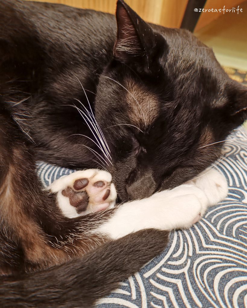 浪貓転運!臺北貓咪中途咖啡廳😺 浪貓転運!臺北貓咪中途咖啡廳😺