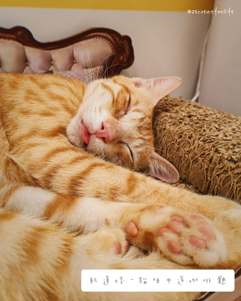 浪貓転運!臺北貓咪中途咖啡廳😺 浪貓転運!臺北貓咪中途咖啡廳😺