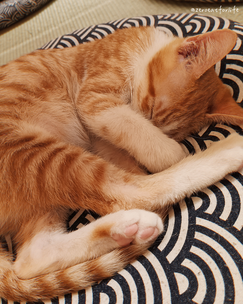 浪貓転運!臺北貓咪中途咖啡廳😺 浪貓転運!臺北貓咪中途咖啡廳😺