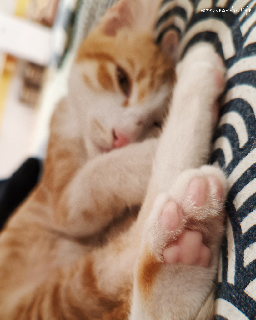 浪貓転運!臺北貓咪中途咖啡廳😺 浪貓転運!臺北貓咪中途咖啡廳😺