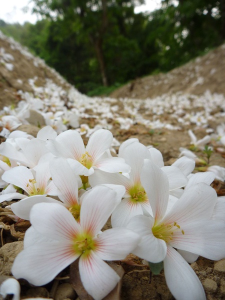 油桐花16.jpg