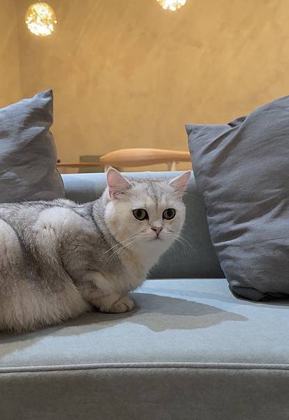 台北車站 貓咪咖啡廳|貓珈 飲料無限暢飲 有桌遊、漫畫 超多 台北車站 貓咪咖啡廳|貓珈 飲料無限暢飲 有桌遊、漫畫 超多