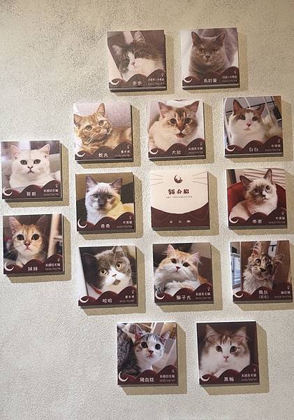 台北車站 貓咪咖啡廳|貓珈 飲料無限暢飲 有桌遊、漫畫 超多 台北車站 貓咪咖啡廳|貓珈 飲料無限暢飲 有桌遊、漫畫 超多