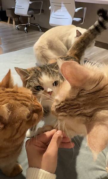 台北車站 貓咪咖啡廳|貓珈 飲料無限暢飲 有桌遊、漫畫 超多 台北車站 貓咪咖啡廳|貓珈 飲料無限暢飲 有桌遊、漫畫 超多