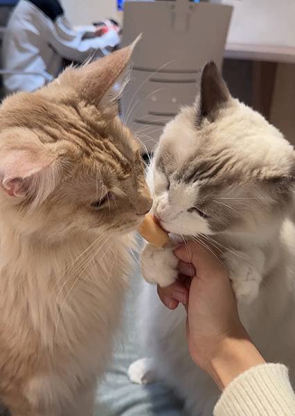 台北車站 貓咪咖啡廳|貓珈 飲料無限暢飲 有桌遊、漫畫 超多 台北車站 貓咪咖啡廳|貓珈 飲料無限暢飲 有桌遊、漫畫 超多